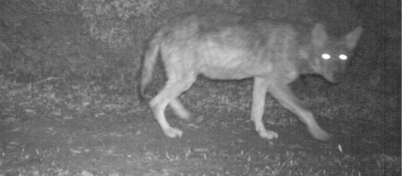 Επέστρεψαν στη Πάρνηθα οι λύκοι ύστερα από 50 χρόνια- Εντοπίστηκε στο Κρυονέρι